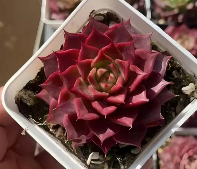 Echeveria rosette succulent in white pot with red pointed leaves