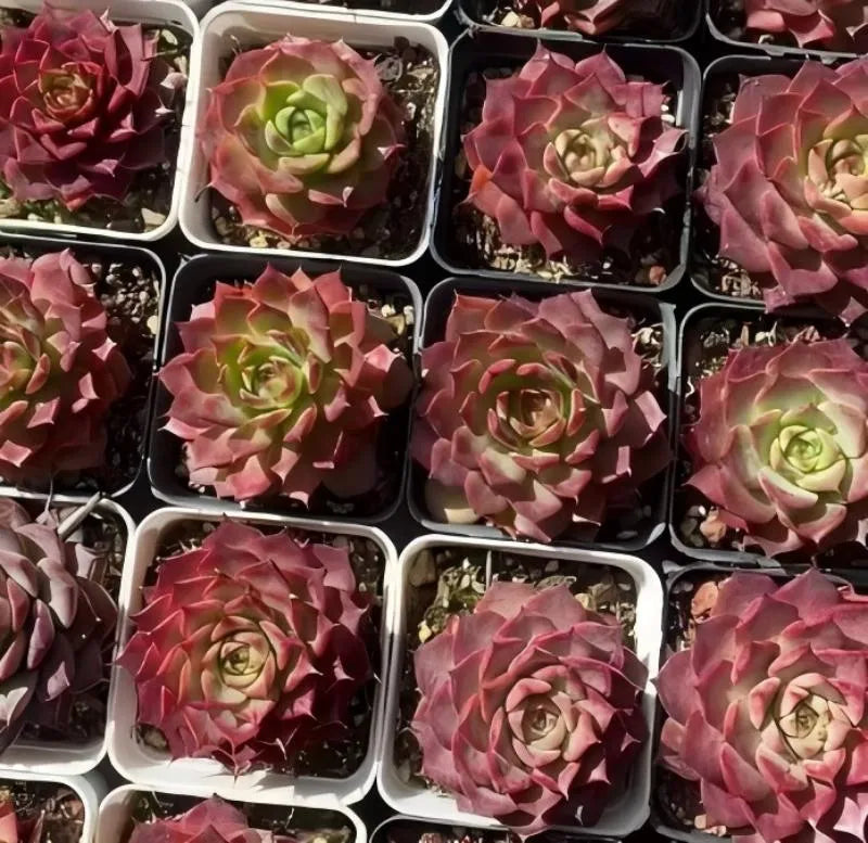 Assorted echeveria rosette succulents in small square pots, pink-red leaves