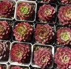 Assorted echeveria rosette succulents in small square pots, pink-red leaves