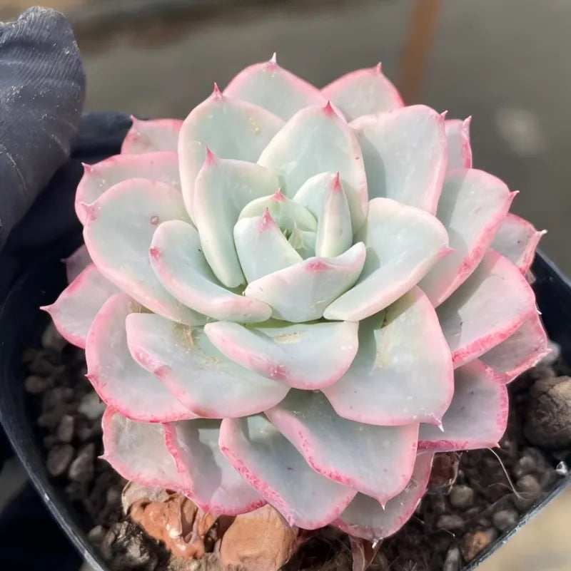 Echeveria rosette in small black pot, cream-peach leaves with pink margins
