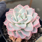 Echeveria rosette in small black pot, cream-peach leaves with pink margins