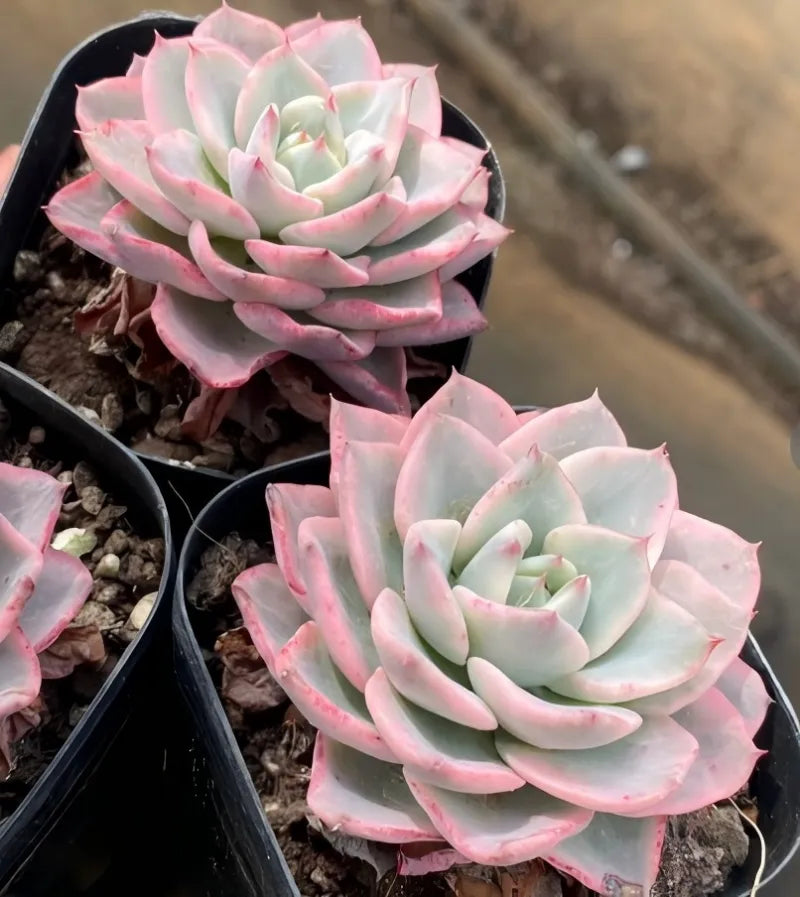 Cream peach variegated echeveria rosette in small black pot, pink-edged leaves