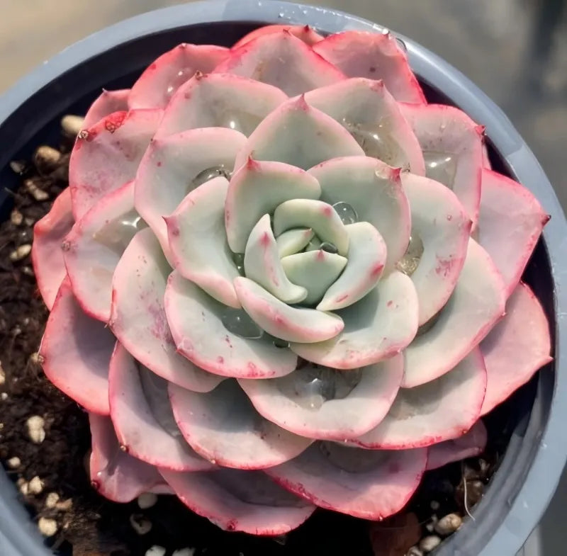 Variegated echeveria rosette with pale green leaves and pink trim in pot