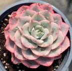 Variegated echeveria rosette with pale green leaves and pink trim in pot