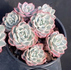 Echeveria succulent in dark pot, pale blue rosettes with pink edges and stems