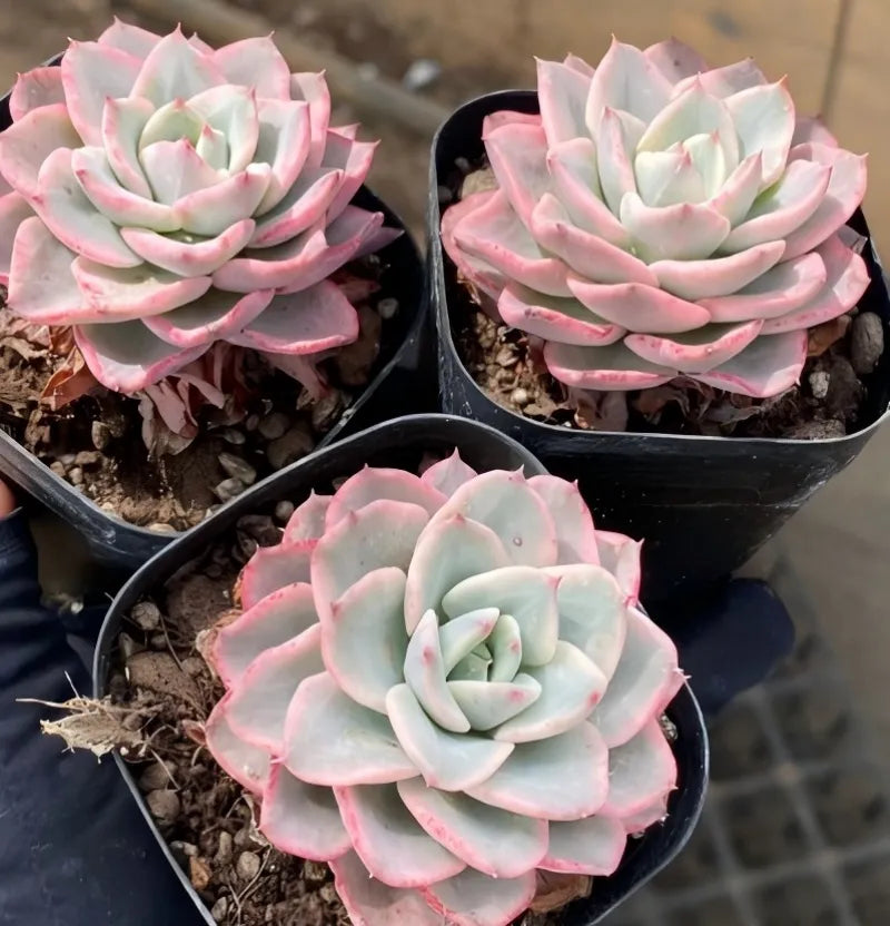 Three echeveria rosettes in black pots, cream peach color with pink variegation