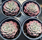 Four potted variegated echeveria succulents in round gray planters