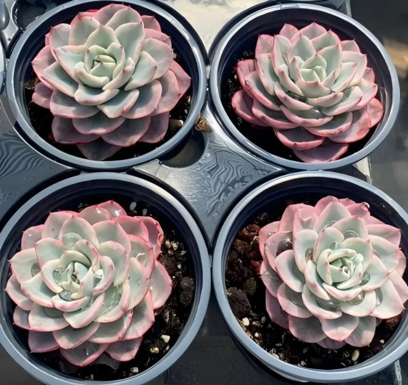 Four potted variegated echeveria succulents in round gray planters