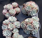 Echeveria succulents in four small pots, pale blue rosettes with pink variegation