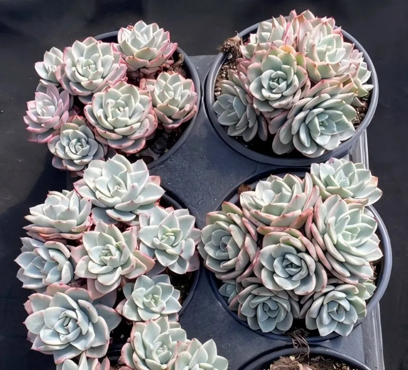 Echeveria succulents in four small pots, pale blue rosettes with pink variegation