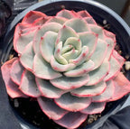 Variegated echeveria rosette with cream center and pink-red outer ring in pot