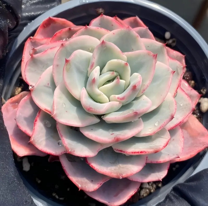 Variegated echeveria rosette with cream center and pink-red outer ring in pot