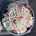 Echeveria succulent in a dark round pot, blue-green rosettes with pink highlights