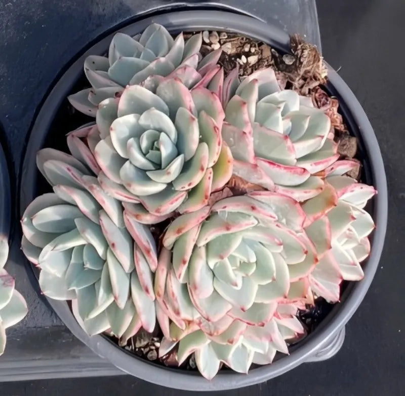 Echeveria succulent in a dark round pot, blue-green rosettes with pink highlights