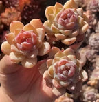 Echeveria Crystal Heart succulent, peach and pink rosette leaves in 2-inch pot