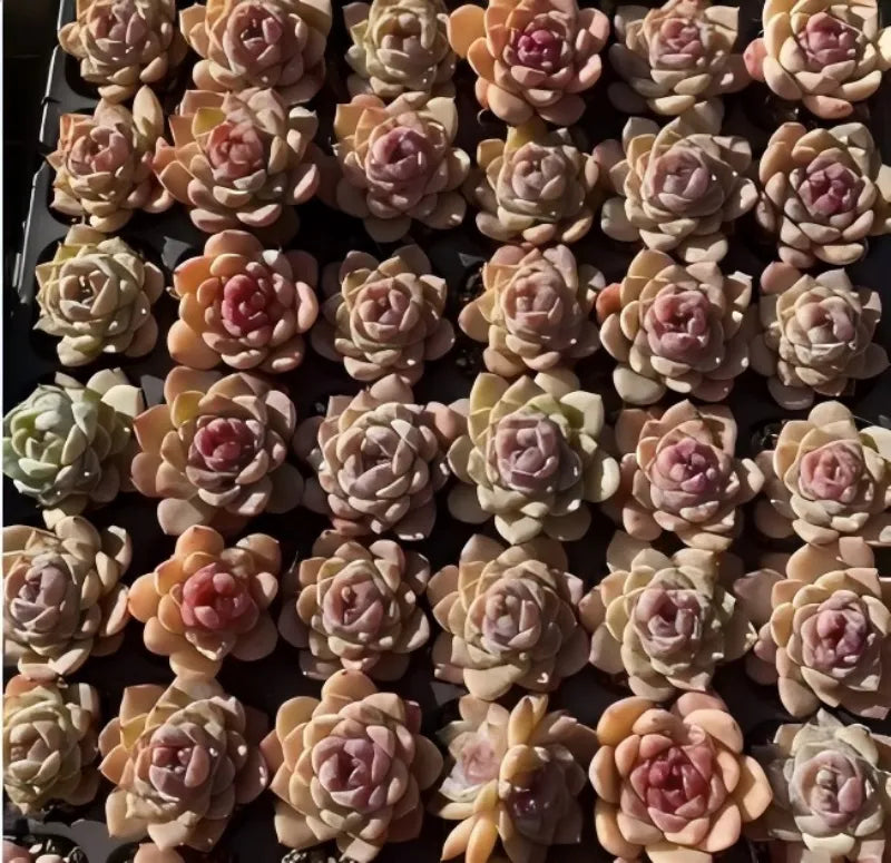 Echeveria Crystal Heart succulent cluster, cream and pink rosette leaves with yellow tips