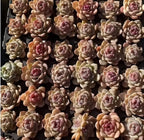 Echeveria Crystal Heart succulent cluster, cream and pink rosette leaves with yellow tips
