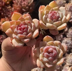 Echeveria Crystal Heart succulent rosettes in peach, cream, and pink tones in 2-inch pot