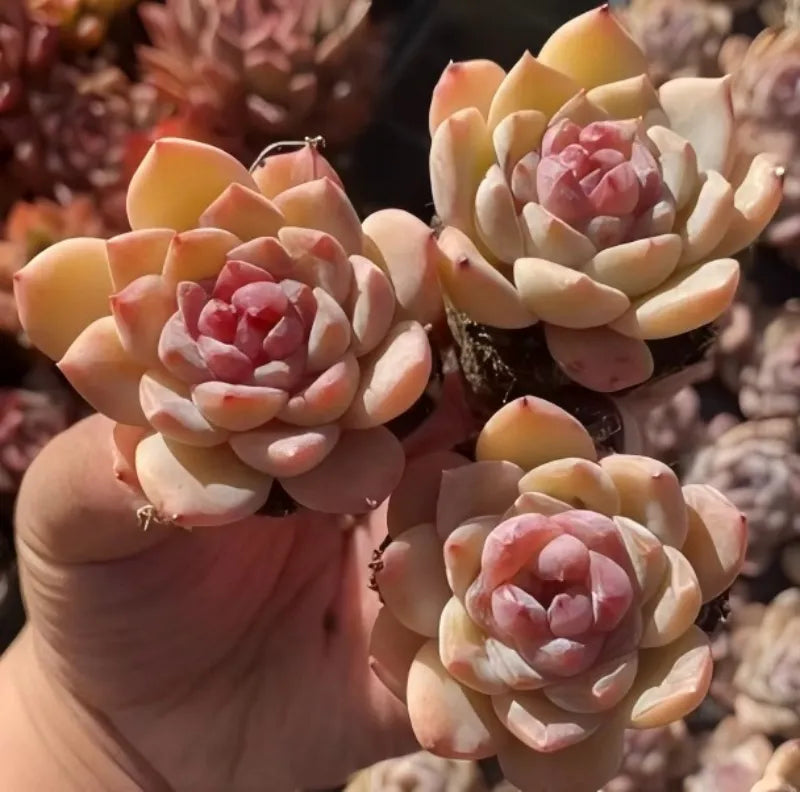 Echeveria Crystal Heart succulent rosettes in peach, cream, and pink tones in 2-inch pot