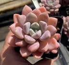 Pink and green rosette echeveria succulent in black pot, front view