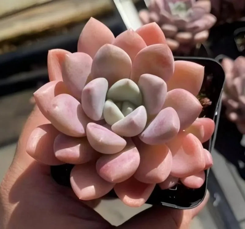 Pink and green rosette echeveria succulent in black pot, front view