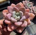 Pink and green echeveria succulent in small black pot, close-up rosette
