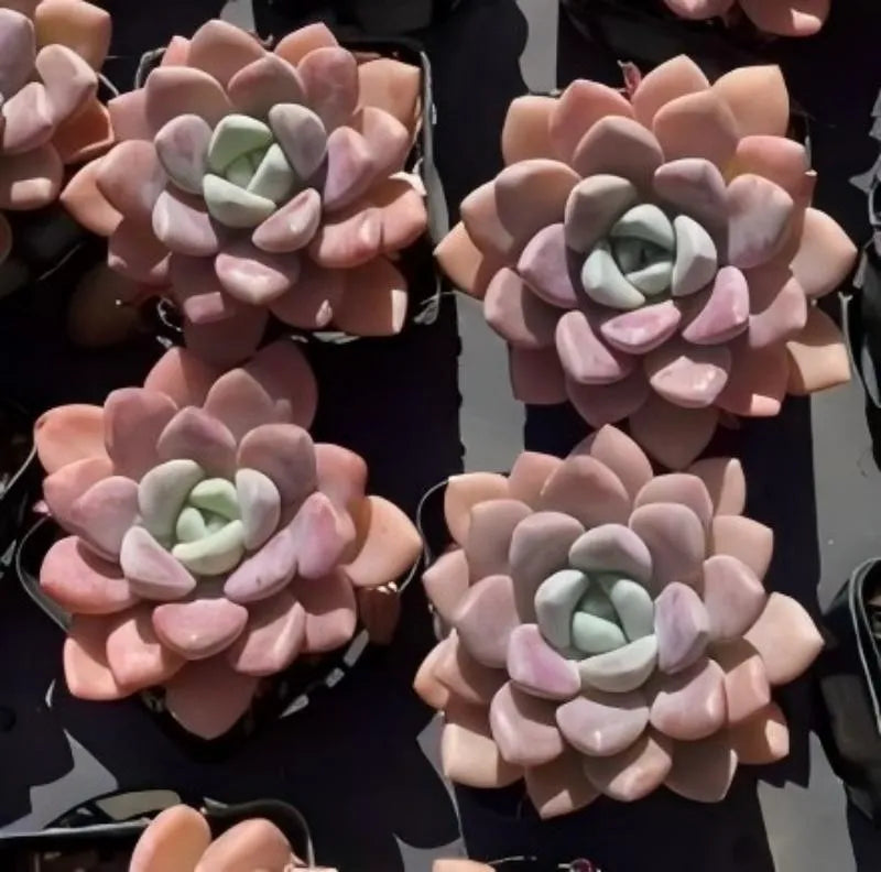 Set of four pink and green echeveria succulents in black pots