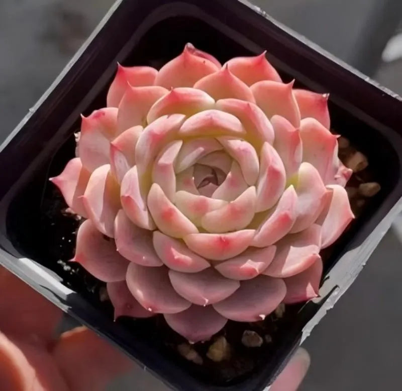 Echeveria Decibel 3-inch pot succulent, pink and cream rosette in black plastic planter