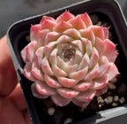 Echeveria Decibel 3-inch pot succulent, pink and cream rosette, held in hand