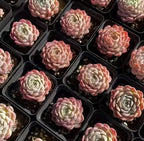 Echeveria succulent rosettes in black 3-inch pots, pink and cream, tray of plants