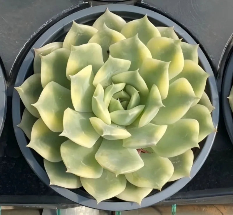 Variegated echeveria succulent in 5 in pot, pale green rosette leaves