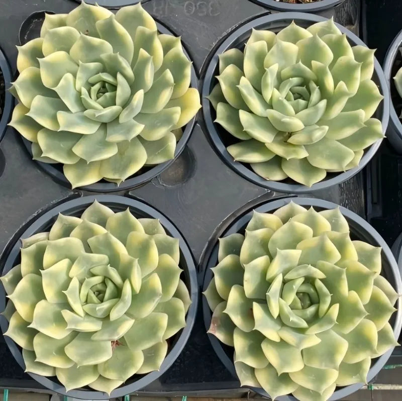 Set of four variegated echeveria plants in 5 in pots, pale green rosette leaves