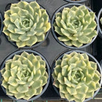 Set of four variegated echeveria plants in 5 in pots, pale green rosette leaves