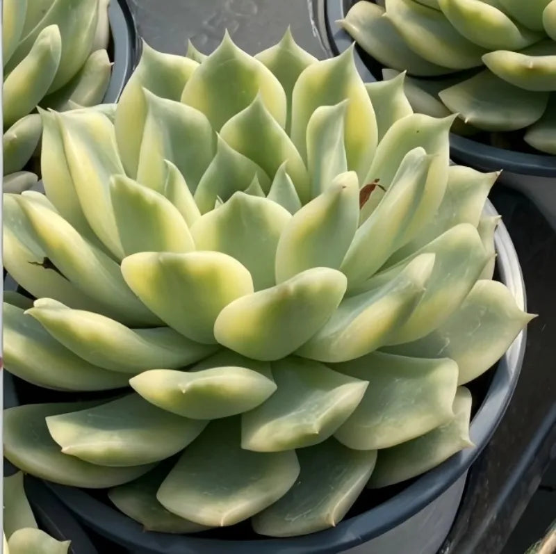 Variegated echeveria succulent in 5 in pot, tight pale-green rosette close-up