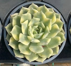 Variegated echeveria succulent in 5 in pot, large pale-green rosette