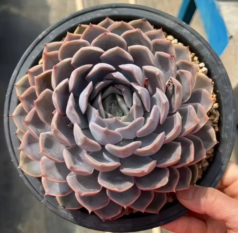 Echeveria succulent in dark pot, layered rosette with pink and gray leaves