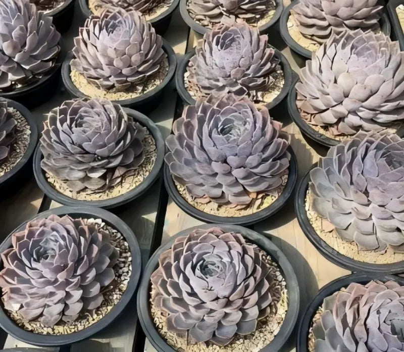 Multiple Echeveria succulents in small pots, gray rosette leaves