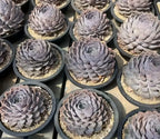 Multiple Echeveria succulents in small pots, gray rosette leaves