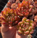 Echeveria Fire Kirin succulent in 2-inch pot with red-edged green rosette heads