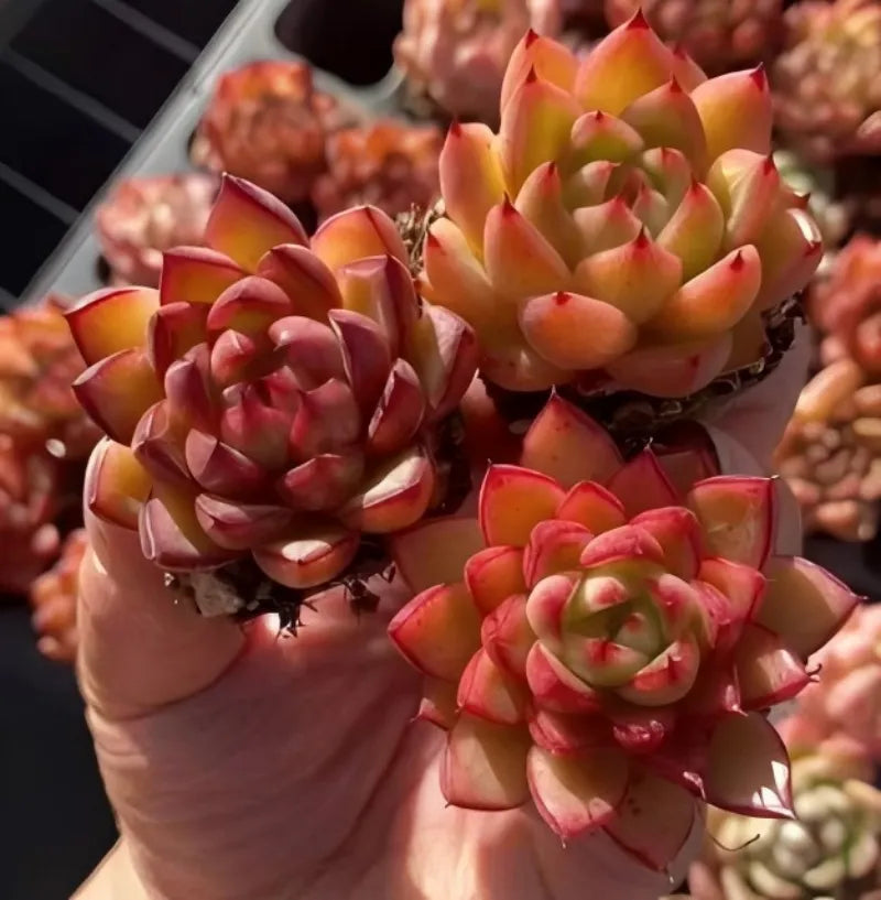 Echeveria Fire Kirin succulent cluster in 2-inch pot with orange-red rosette leaves