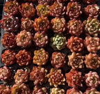 Echeveria Fire Kirin succulent tray of many small rosette plants, red and green