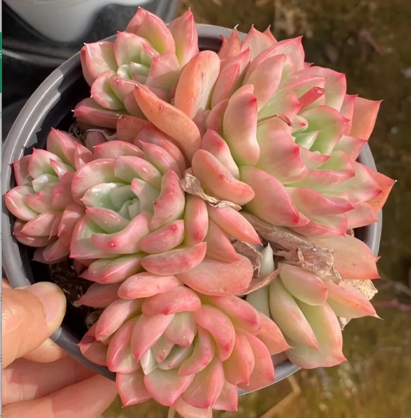 Variegated echeveria succulent in gray pot, pink and green rosette leaves