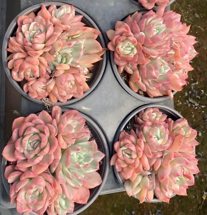 Four-pack of variegated echeveria succulents in gray pots, pink and green rosettes