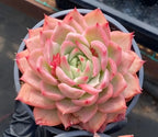 Variegated echeveria succulent in a 4-inch pot, pale green center and pink leaves