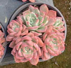 Variegated echeveria succulent in gray pot, dense pink rosette with green centers