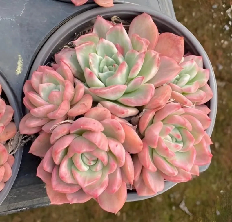 Variegated echeveria succulent in gray pot, dense pink rosette with green centers