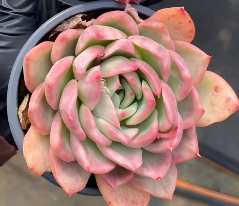Variegated echeveria succulent in a 4-inch pot with layered rosette and pink tips