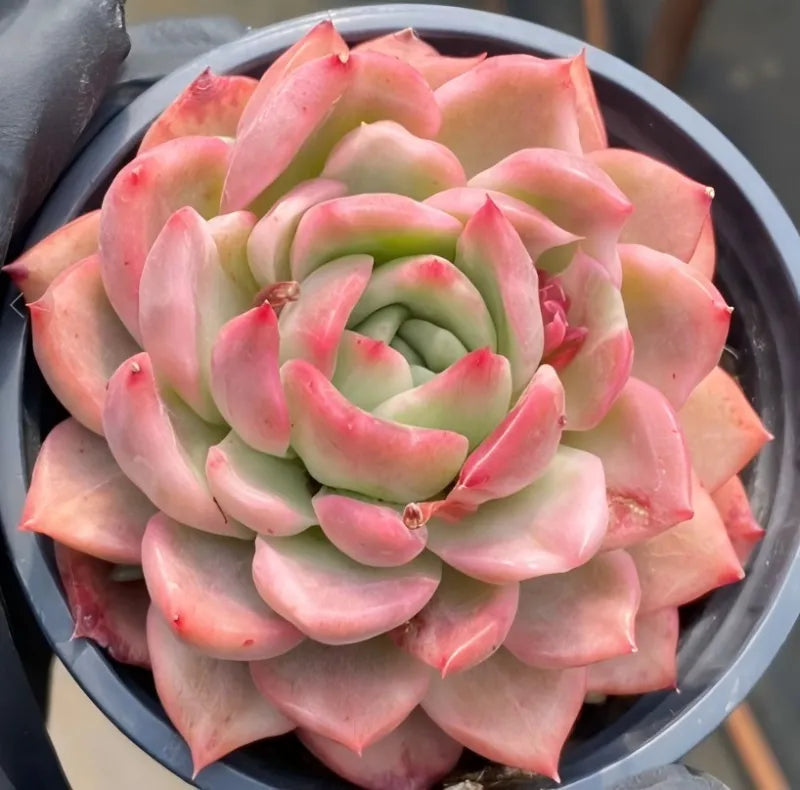 Variegated echeveria succulent with pink-edged leaves in a 4-inch pot