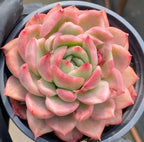 Variegated echeveria rosette in a 4-inch pot, pink outer leaves and green core