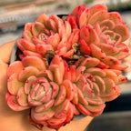 Coral peach Echeveria succulent in small pot, layered rosette leaves